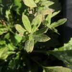 Salvia mellifera List