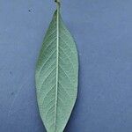 Cotoneaster salicifolius Blad