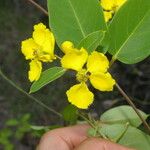 Stigmaphyllon ellipticum Flower