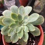 Aeonium aureum Leaf