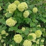 Viburnum macrocephalum 花