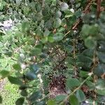 Myrsine africana Libunga