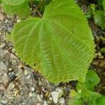 Tilia x europaea Blad