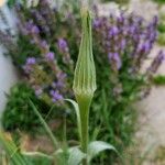 Tragopogon dubius Blomma