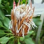 Protea cynaroides Кветка