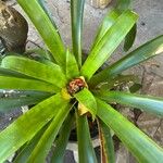 Guzmania lingulata পাতা