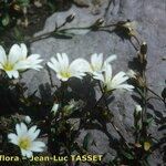 Cerastium cerastoides Flower