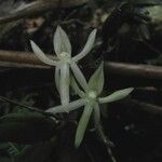 Angraecum egertonii Blomst
