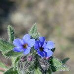 Alkanna tinctoria Flower