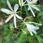 Anthericum liliagoFlower