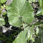 Petasites paradoxus Φύλλο