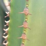 Euphorbia canariensis Autre