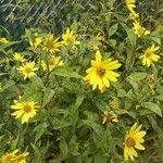 Helianthus strumosus Blad