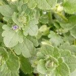 Veronica hederifolia Feuille