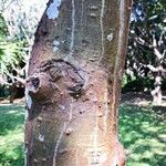 Erythrina stricta 樹皮