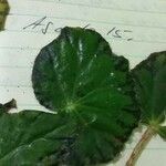 Begonia rex Lehti