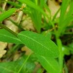 Euphorbia dulcis Leaf