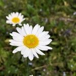 Leucanthemum ircutianum Květ