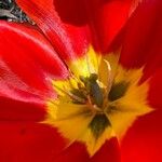 Tulipa mauriana Cvet