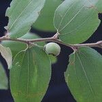 Ziziphus mucronata ഫലം