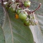 Byrsonima verbascifolia Fruit