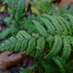 Polystichum rigens Leaf