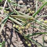 Cenchrus spinifex Fruto
