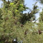 Pinus brutia Fruit