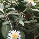 Pachystegia insignis Flower