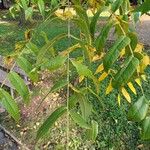 Juglans nigra Likasa