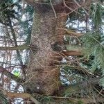 Abies nordmanniana പുറംതൊലി