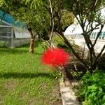 Calliandra tweediei Flower