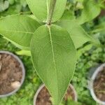 Helianthus mollis Blad