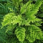 Selaginella pallescens Ліст