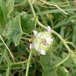 Passiflora ciliata Blüte