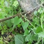 Fallopia dumetorum Hoja
