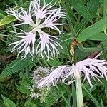 Dianthus superbus Blomst