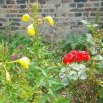 Oenothera glaziovianaFlower