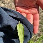 Shepherdia canadensis Leaf