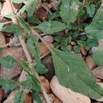 Amaranthus deflexus Feuille