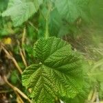 Rubus moluccanus Foglia