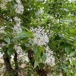 Chionanthus retusus Blüte