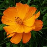 Cosmos sulphureus Kvet