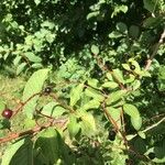 Prunus padus Vrucht