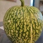 Cucurbita ficifoliaПлод