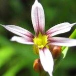 Sisyrinchium rosulatum 花