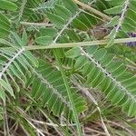 Amorpha canescens Bark