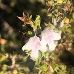 Satureja montana फूल