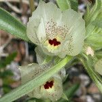 Mohavea confertiflora Flor
