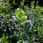 Euonymus fortunei ഇല